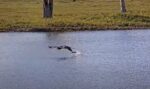 m15 catches fish on cam