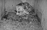 barn owl mom removes egg shell