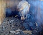 florida barn owls 5th egg