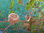hummingbird attack