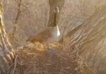canada goose in eagle nest