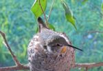 olive hummingbird hatch watch