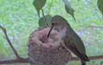 hummingbird feeding baby