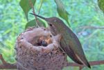 hummingbird eggs hatch