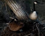decorah goose nest