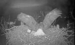 bald eagle owl attack