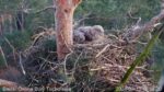 tula 2nd egg laid