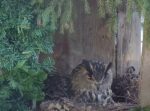eagle owl nesting
