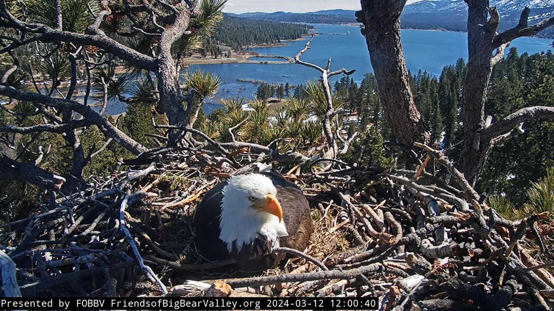 Nest Eggs Update - Big Bear Bald Eagle Cams - SPO