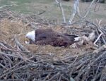 scout removes egg from nest