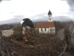 storch_big-3-1710842940.2042