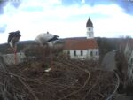 stork nest 2nd egg