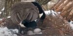 n2b decorah goose lays 2nd egg