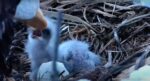 decorah north both eggs hatch