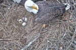 berry eagles 1st egg hatches