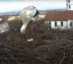 white stork 3 eggs