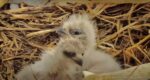 dn17 dn18 decorah north eaglets first viewing