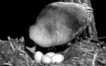 decorah goose nest 5th egg