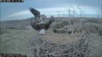 nctc scout intruder fight