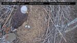 nd leef eagles hatch watch