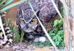 great horned owl hatch watch
