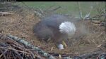 nctc hatch watch bald eagle cam