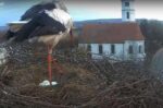 white storks 5 eggs