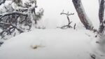 big bear eagle buried in snow