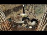 decorah goose