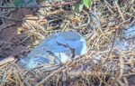 us steel bald eagle egg hatching