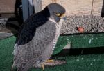 udem falcon cam