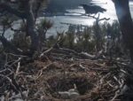 big bear eagle cam raven intruder goes for eggs