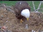 nctc bald eagle nest