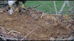 Video thumbnail for youtube video ql-1m44gqhw