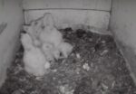 8 barn owlets