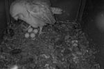 dorset barn owls