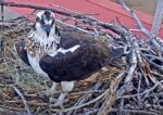 dunrovin new female