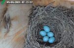 bluebird eggs