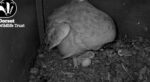 dorset owl cam
