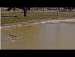Video thumbnail for youtube video 2dmvowxs3s8