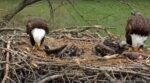 decorah north eaglet feeding
