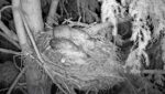 ellis great horned owl lose egg