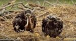 Decorah eaglet eats bone