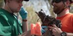 duke farms eaglets get banded