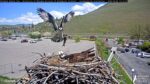 hellgate osprey