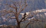 big bear eagles