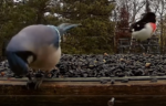 bluejay opening seeds and eating
