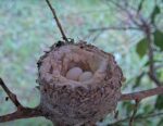 olive hummingbird 4th clutch