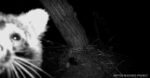 raccoon at decorah eagles