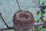 hummingbird nest